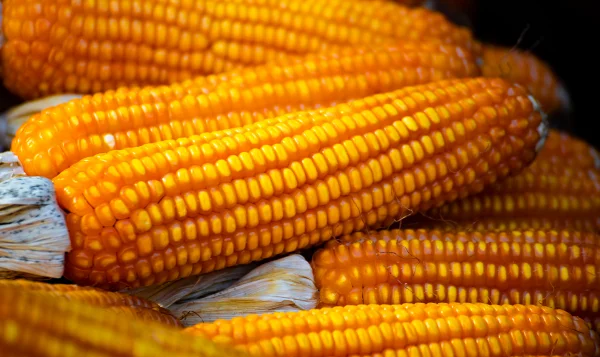 Maize