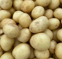 Potato